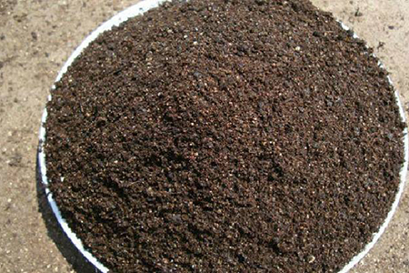 多肉秋丽怎么种植