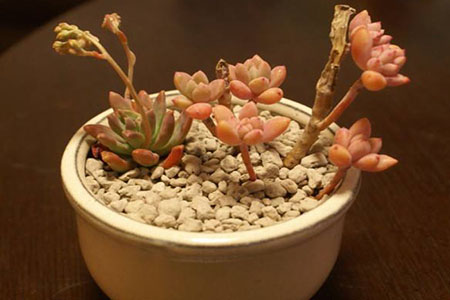 多肉秋丽怎么种植