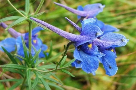 飞燕草怎么种植