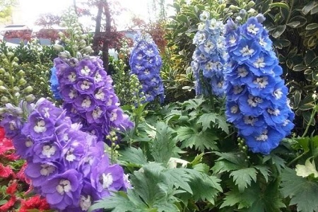 飞燕草怎么种植