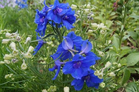 飞燕草怎么种植