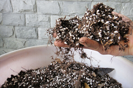 多肉植物的叶插繁殖办法