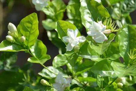 茉莉的养殖办法和注意些什么