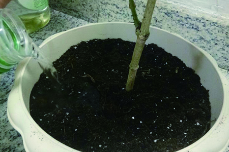 茉莉的养殖办法和注意些什么