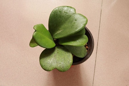 心叶球兰的养殖办法和注意些什么