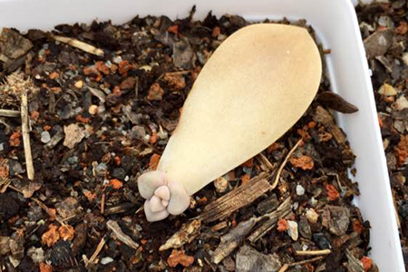 多肉植物的叶插繁殖办法