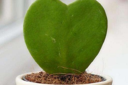 心叶球兰的养殖办法和注意些什么