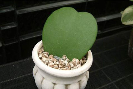 心叶球兰的养殖办法和注意些什么