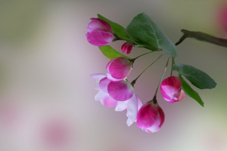 海棠花的养殖办法和注意些什么