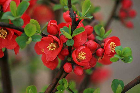 海棠花的养殖办法和注意些什么