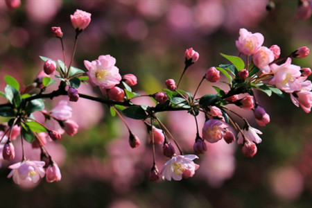 海棠花的养殖办法和注意些什么