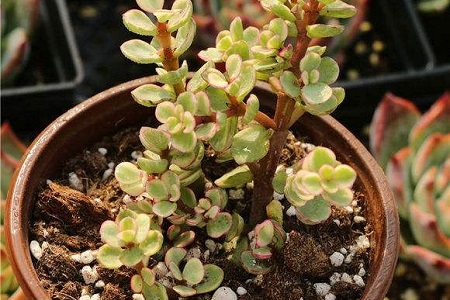 雅乐之舞冬天怎么种植