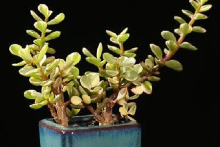 雅乐之舞冬天怎么种植