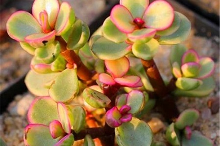 雅乐之舞冬天怎么种植