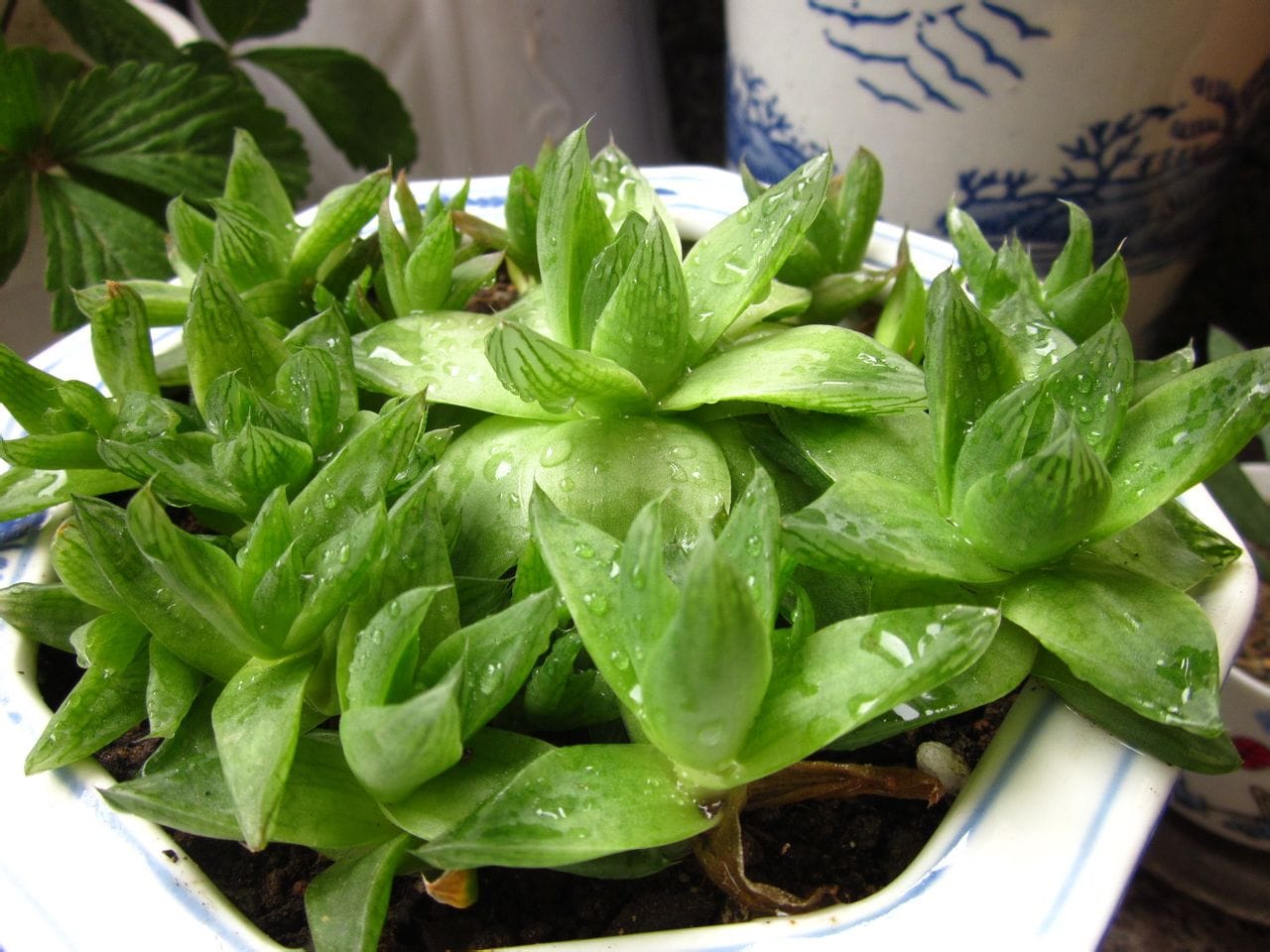 草玉露怎么繁殖