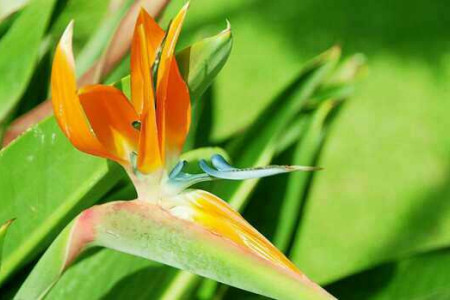 鹤望兰的养殖办法和注意些什么