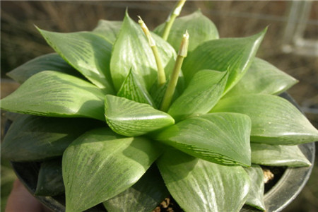 草玉露怎么繁殖