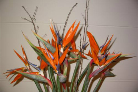 鹤望兰的养殖办法和注意些什么