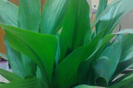 一叶兰冬天怎么种植