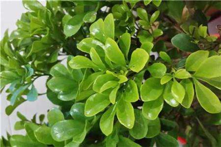 清香木的养殖办法和注意些什么