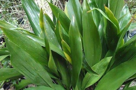 一叶兰冬天怎么种植