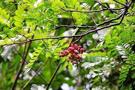 清香木的养殖办法和注意些什么