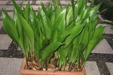 一叶兰冬天怎么种植