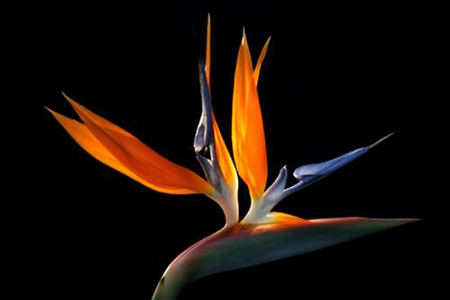 鹤望兰多开花怎么种植