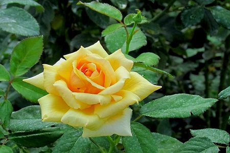 月季花怎么种植