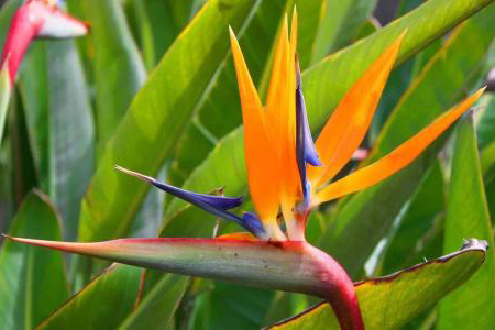 鹤望兰多开花怎么种植