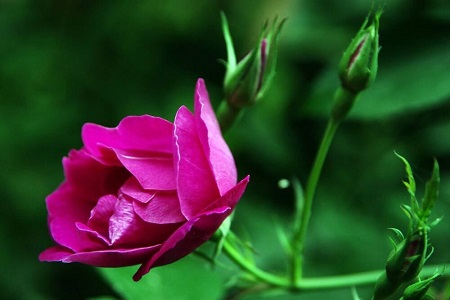 月季花怎么种植