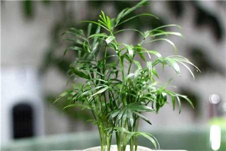 散尾葵的养殖办法和注意些什么