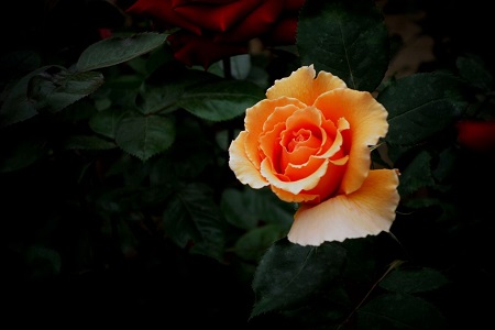 月季花怎么种植