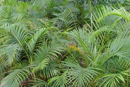 散尾葵的养殖办法和注意些什么