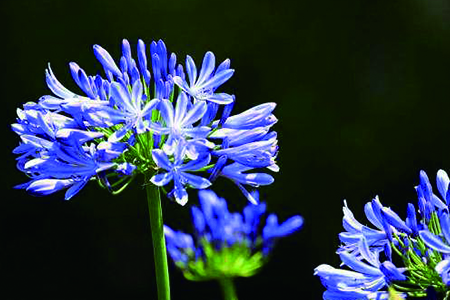 百子莲的家庭养殖办法和注意些什么