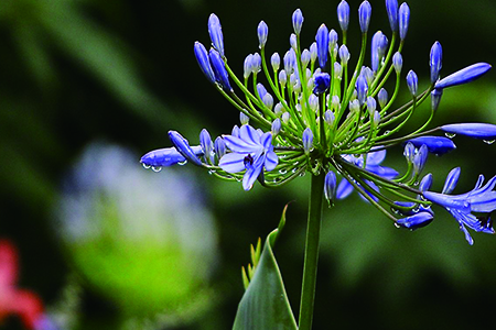 百子莲的家庭养殖办法和注意些什么