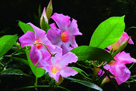 飘香藤的养殖办法和注意些什么