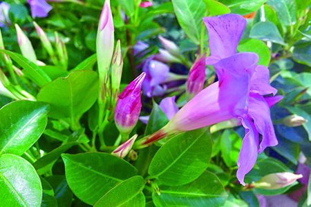 飘香藤的养殖办法和注意些什么