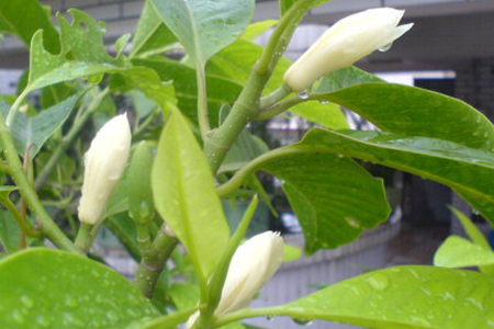 白兰花的养殖办法和注意些什么
