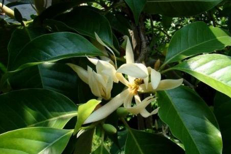 白兰花的养殖办法和注意些什么