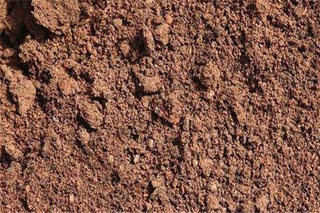 五彩络石怎么种植才开花