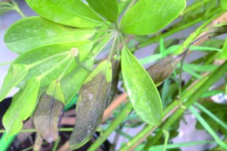 鸭掌木掉叶子什么原因