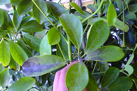 鸭掌木掉叶子什么原因