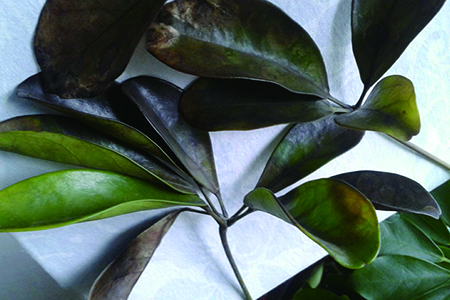 鸭掌木掉叶子什么原因