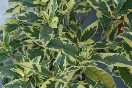 五彩络石为什么不开花