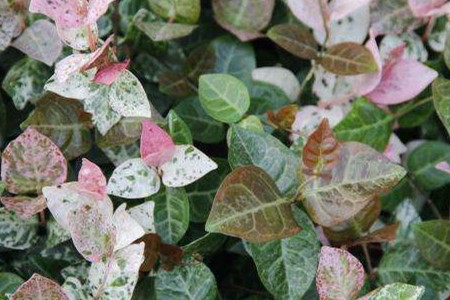 五彩络石为什么不开花