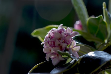 金边瑞香的养殖办法和注意些什么