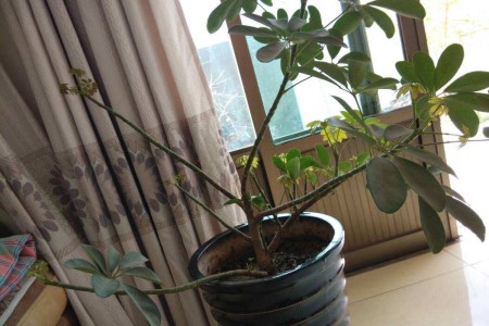 鸭脚木的养殖办法和注意些什么