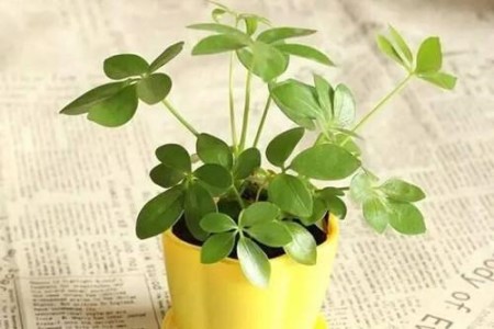 鸭脚木的养殖办法和注意些什么