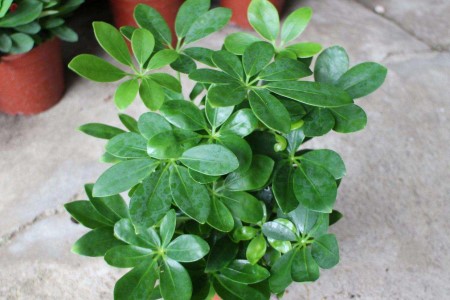 鸭脚木的养殖办法和注意些什么